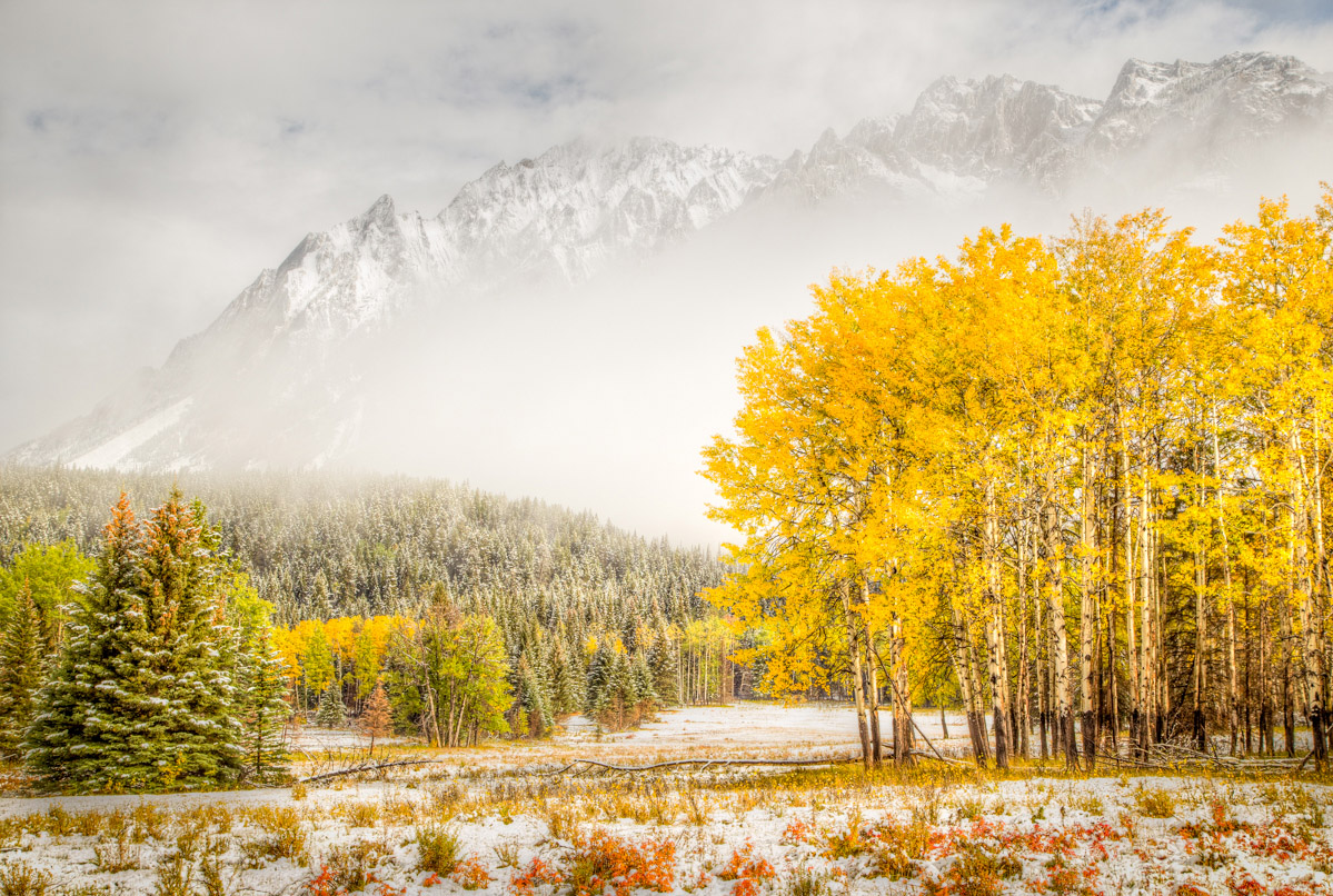 Snowy Mountain and Aspen, Alberta
