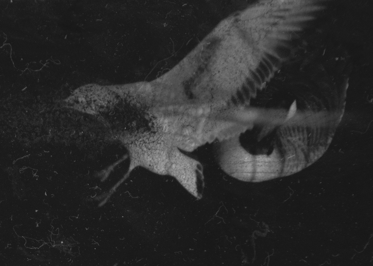 Dimitra Dede - Mayflies
